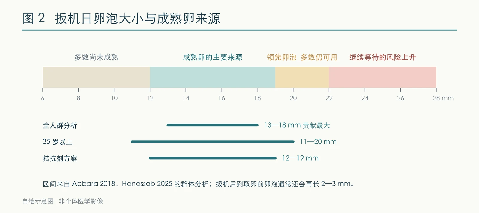 卵泡大小与成熟卵贡献