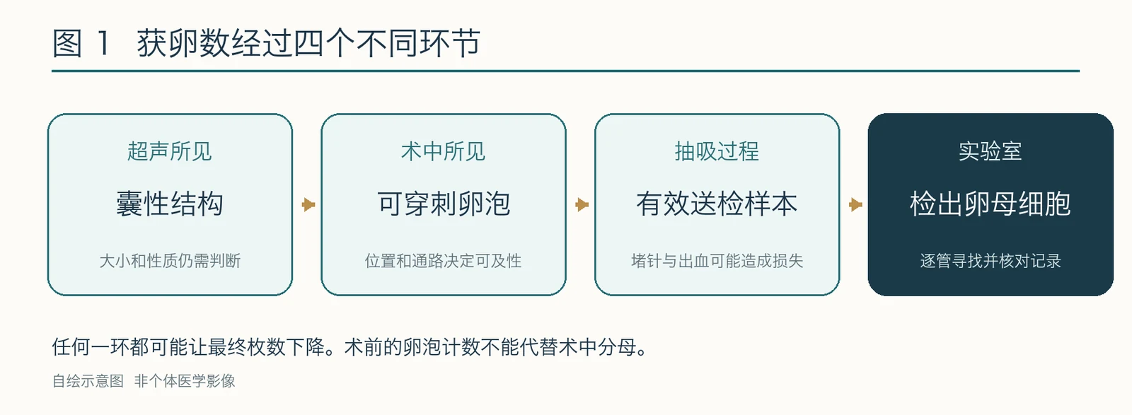超声所见到最终获卵的四个环节