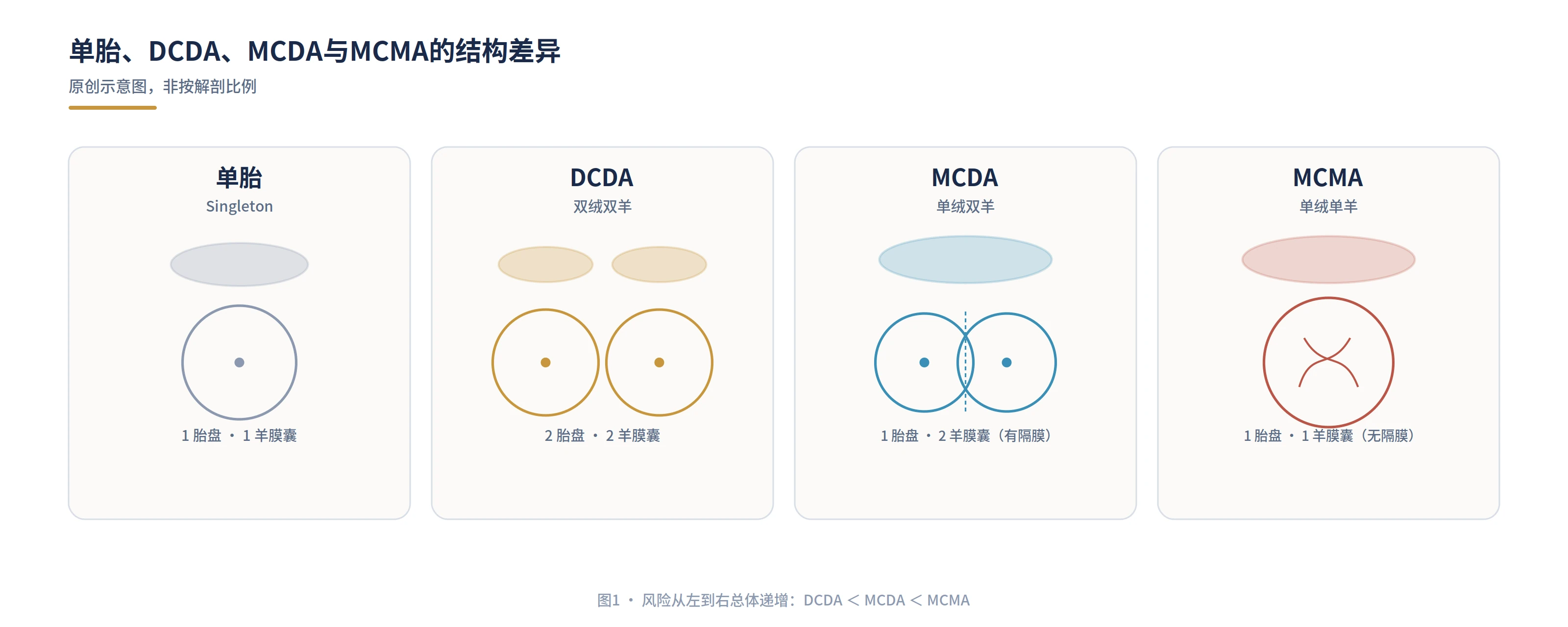 图1：单胎、DCDA、MCDA与MCMA的结构差异