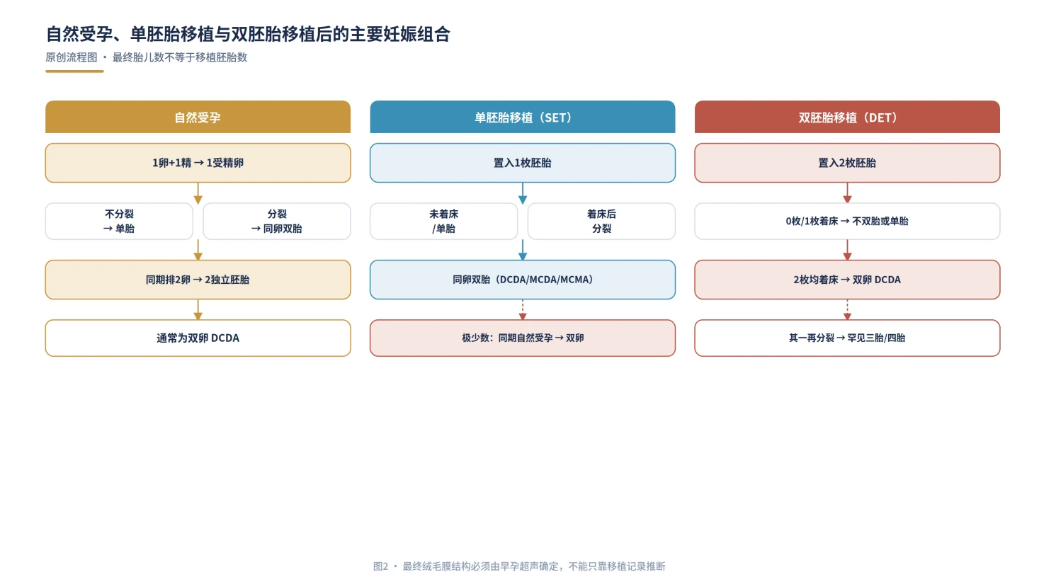 图2:自然受孕、单胚胎与双胚胎移植后的主要组合