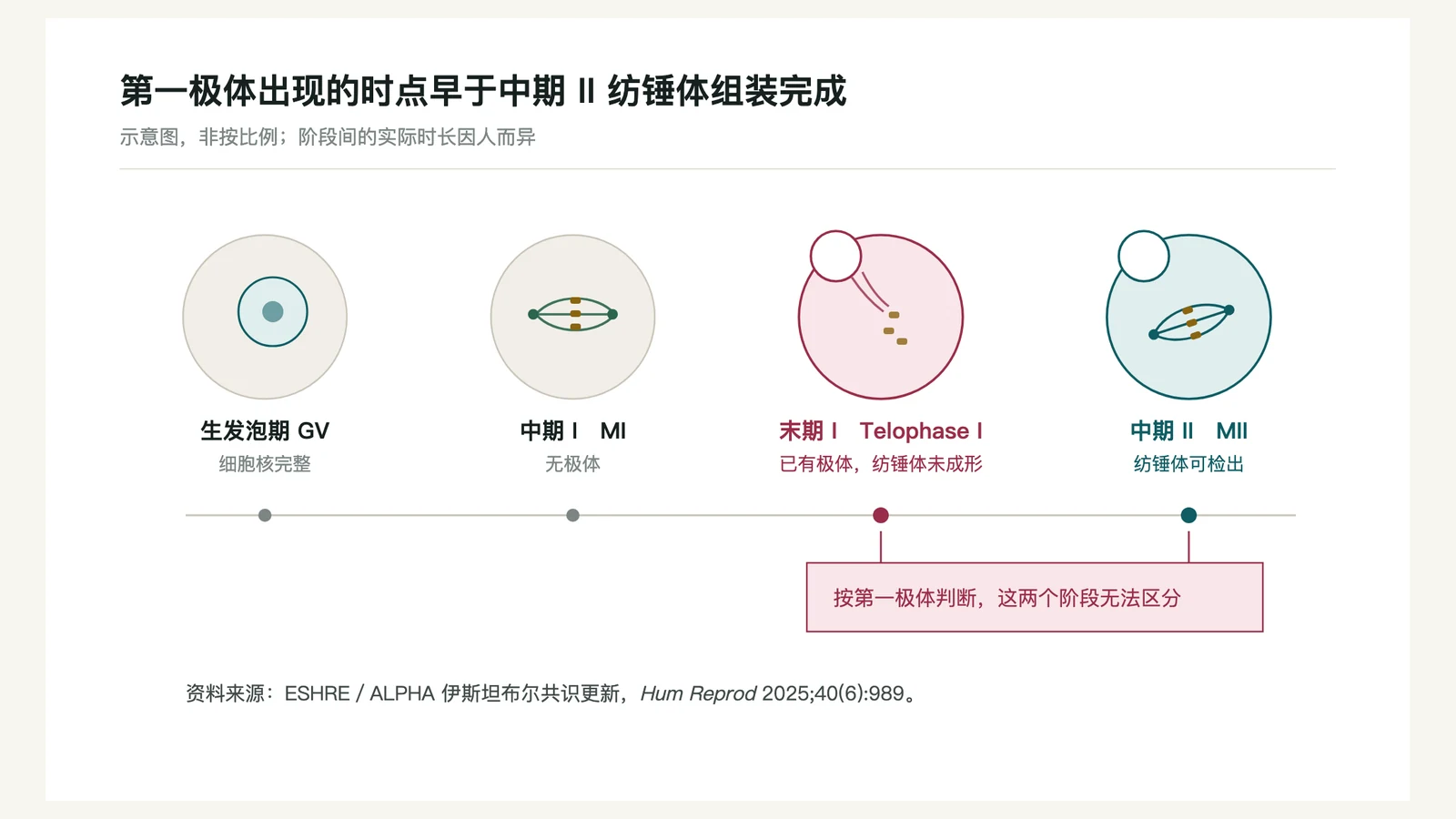 第一极体与 MII 纺锤体并非同时出现